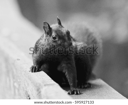 Beautiful isolated black and white photo of a cute funny squirrel