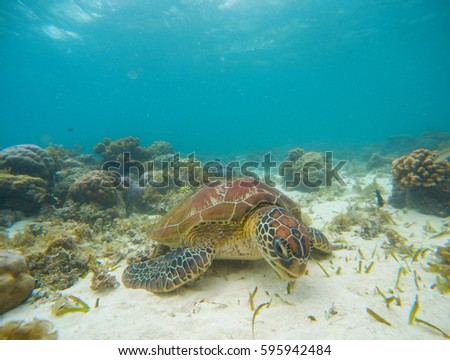 Sea tortoise eating seaweeds on sand bottom. White coral sand and coral reef. Tropical lagoon environment with sea animals. Olive green turtle in wild nature. Snorkeling with turtle underwater photo