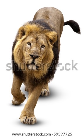 The Lion (Panthera leo)  in front of white background, isolated. Royalty-Free Stock Photo #59597725