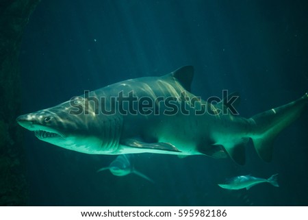 Sand tiger shark (Carcharias taurus), also known as the grey nurse shark. 