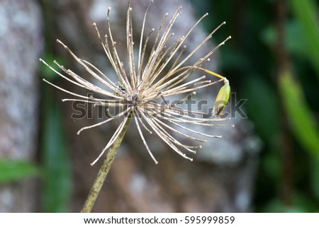 Dry dandelion flower