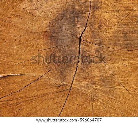 Cross-sectional view through the cut end of a log showing the concentric pattern created by the growth rings. Wood texture of cut tree trunk close-up. Closeup of a slice of a tree trunk. 