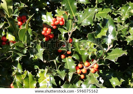 foliage and drupe of holly in winter, Ilex aquifolium
