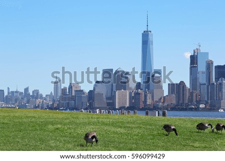 New York city skyline with green meadow and Canada geese in a clear sunny day