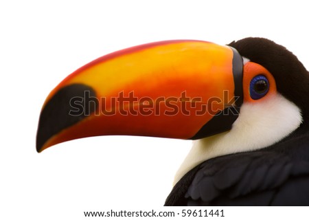 Toco Toucan closeup isolated on white