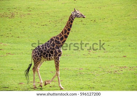 Giraffe (Giraffa camelopardalis