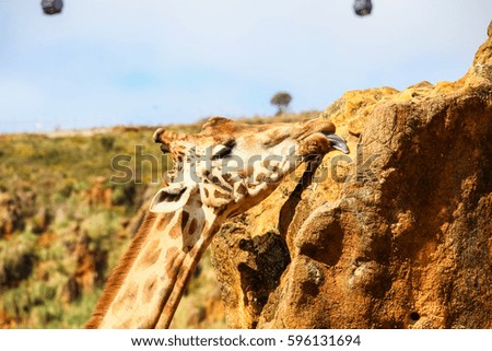 Giraffe (Giraffa camelopardalis) head and face, sucks the rock to obtain vitamins and minerals