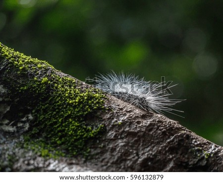 Caterpillar On the tree