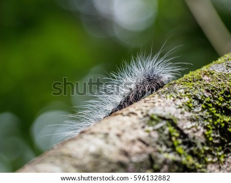 Caterpillar On the tree