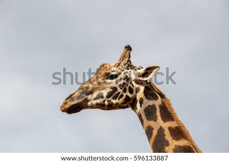 Giraffe (Giraffa camelopardalis) head and face