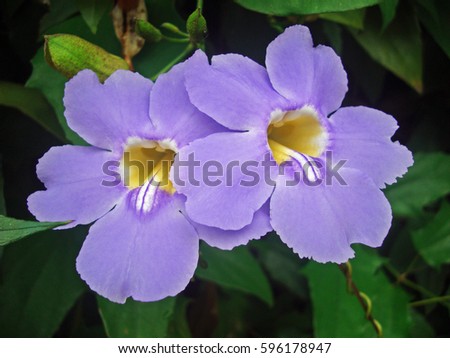 Blue trumpet vine (Thunbergia grandiflora)