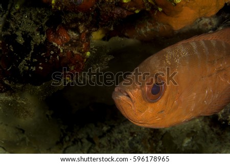 A glass eyed snapper hiding under and over hang