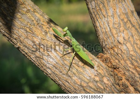 Green mantis on the branch