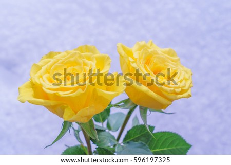 Yellow rose on snow background