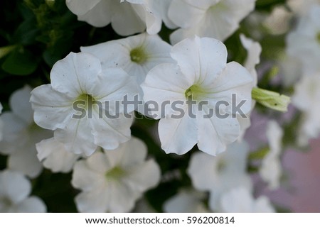 The white flowers. Natural plants, White flowers, plants, nature