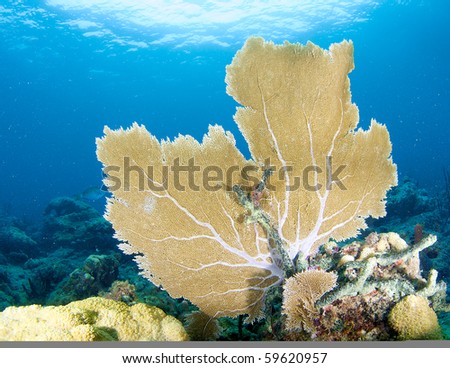 Sea Fan on a coral ledge. Picture taken Broward County, Florida.
