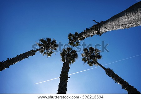  palm trees viewed from ground up perspective with plane flying between                                     
