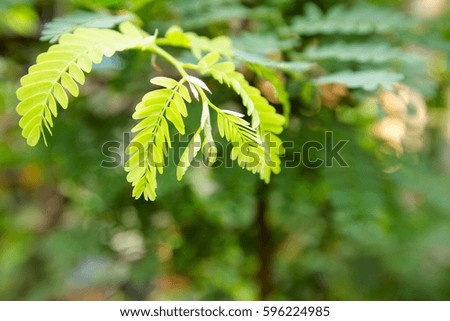 green leaf background
