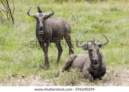 wildebeest etosha national park namibia country africa