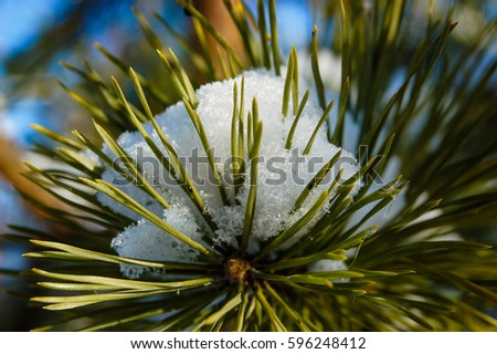 Green branch with pine needles and pine trees and melted the snow on it bright spring sun against the background of high blue sky. Drops.