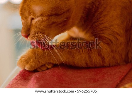 cat licks paw and washes his leg.
