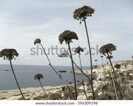 Azure Window, historical picture, Gozo Island, Malta, Europe
