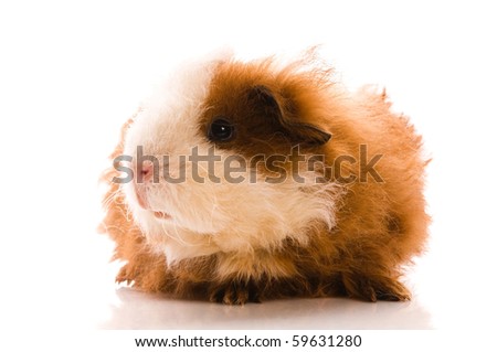 baby guinea pig isolated on the white background