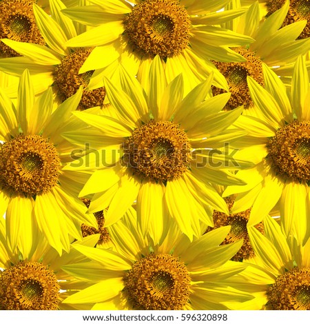 sunflower frame and white background