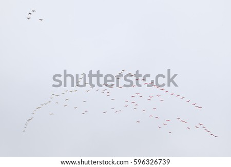 birds flying and abstract sky ,spring background abstract happy background,freedom birds concept,symbol of liberty and freedom