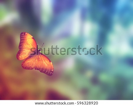Colorful butterfly flying 