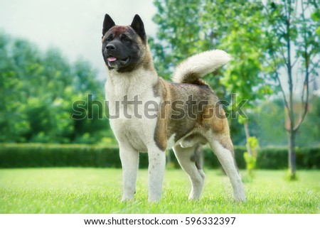 American Akita in the garden on the green lawn. Portrait of a dog's exhibition stand Royalty-Free Stock Photo #596332397