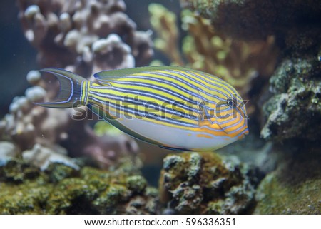 Blue banded surgeonfish (Acanthurus lineatus), also known as the zebra surgeonfish.