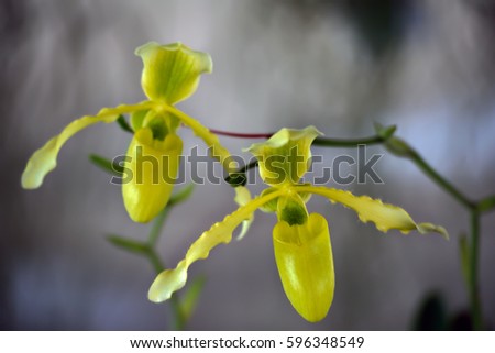 Paphiopedilum exul orchid flower on the blur background.