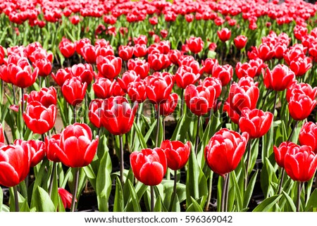Beautiful tulip flower in the garden