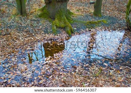 In the background is a tree that is reflected in the water stream.