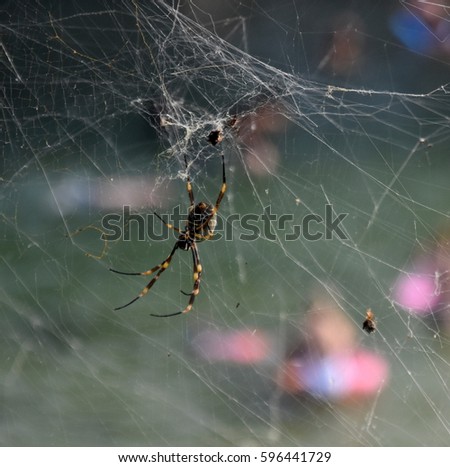 Australian spider hanging on the spider web. Spider web of the hunt. Spider web with colorful background. People swimming on the beach in the background. 