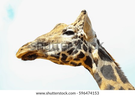 Giraffe (Giraffa camelopardalis) head and face