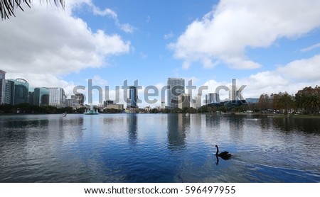 Black swan gliding under blue skies at Lake Eola in downtown Orlando, Florida. 
