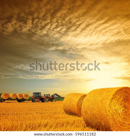 Tractor collecting straw bales  
