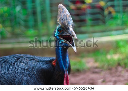 cassowary beautiful birds that are endangered Royalty-Free Stock Photo #596526434