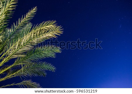 The palm and the night sky. Holiday background. Vacation in the tropics