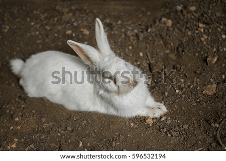 White rabbit on the ground. 