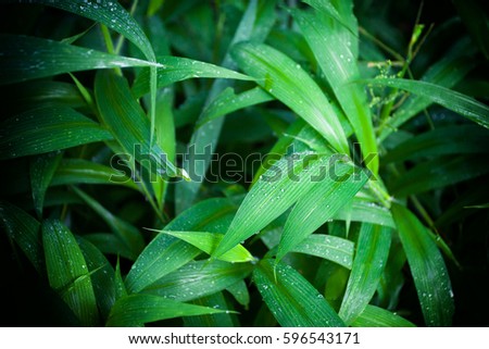 Thick jungle green leaves summer background in exotic tones. Greenery