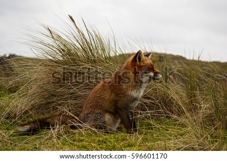 wild fox 