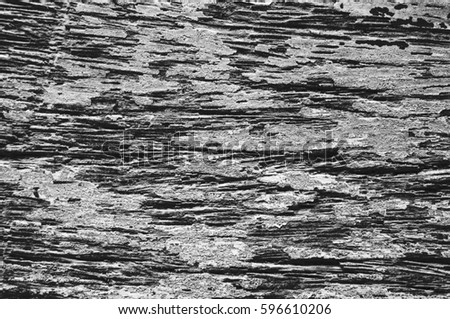 Wood texture macro photo. Monochrome timber board with weathered crack lines. Natural background for shabby chic design. Grey wooden floor image. Aged tree surface close-up. Vintage natural backdrop