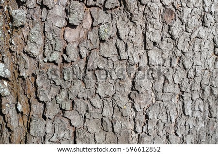 Close-up view of tree bark texture.Natural abstract wood background, Unique patterns and textures/wood texture