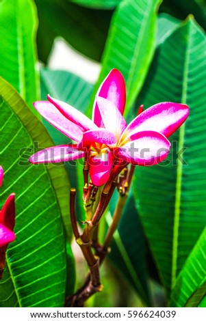 Close up of pink Frangipani flowers, Thailand