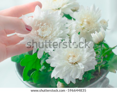 Delicate white chrysanthemum with green leaves in a metal bucket pot. Vintage film processing. Flowers in woman's hands with red nail Polish.