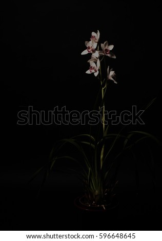 Orchidee in the black room, Erfurt 2017