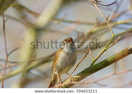 Dunnock, Prunella modularis, selective focus and diffused background, single bird singing in a Beech tree taking in the early spring sunshine, Painswick, The Cotswolds, Gloucestershire, UK 